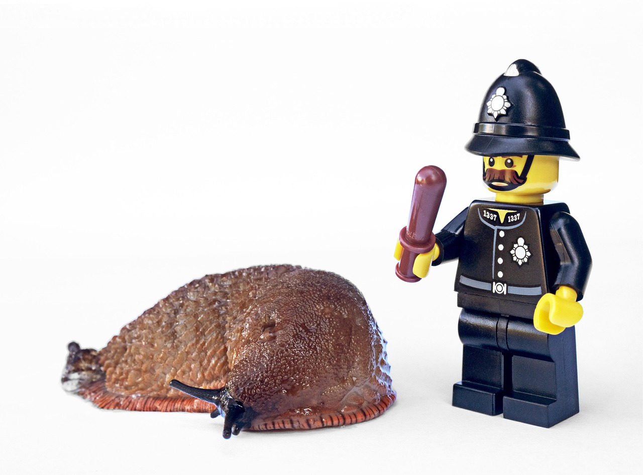 Rat Exterminator New Westminster: Effective Solutions for Safe Rodent Removal